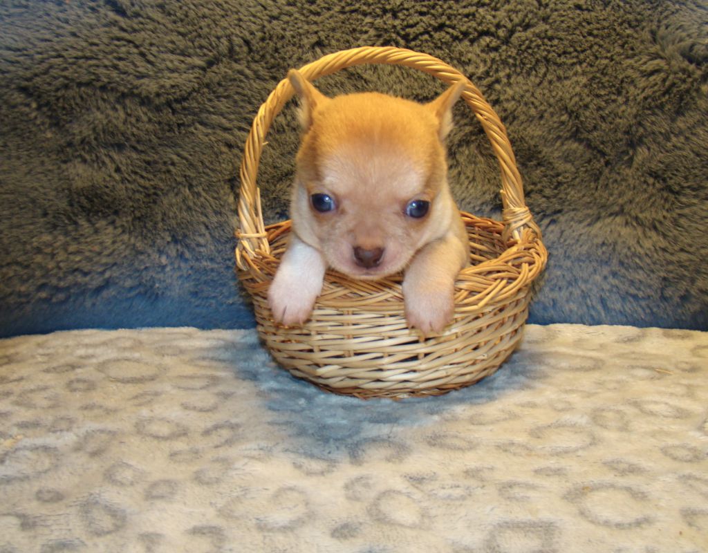 Des Chixy Du Soleil - Chiot disponible  - Chihuahua
