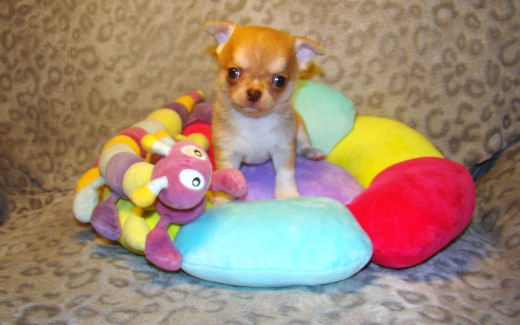 Des Chixy Du Soleil - Chiot disponible  - Chihuahua