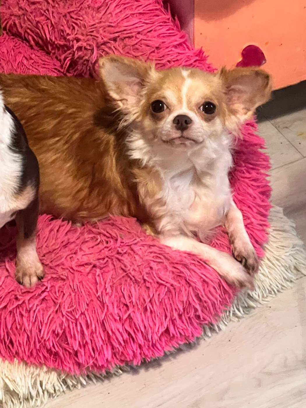 Teya Des Chixy Du Soleil