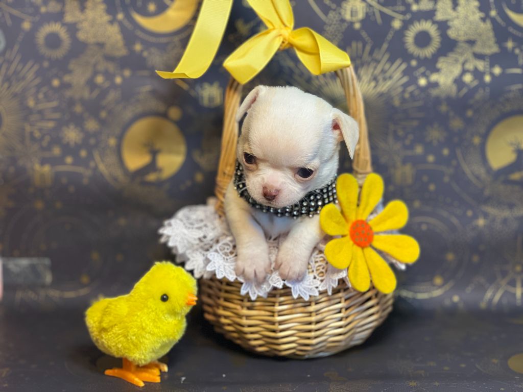 Des Chixy Du Soleil - Chiots disponibles - Chihuahua