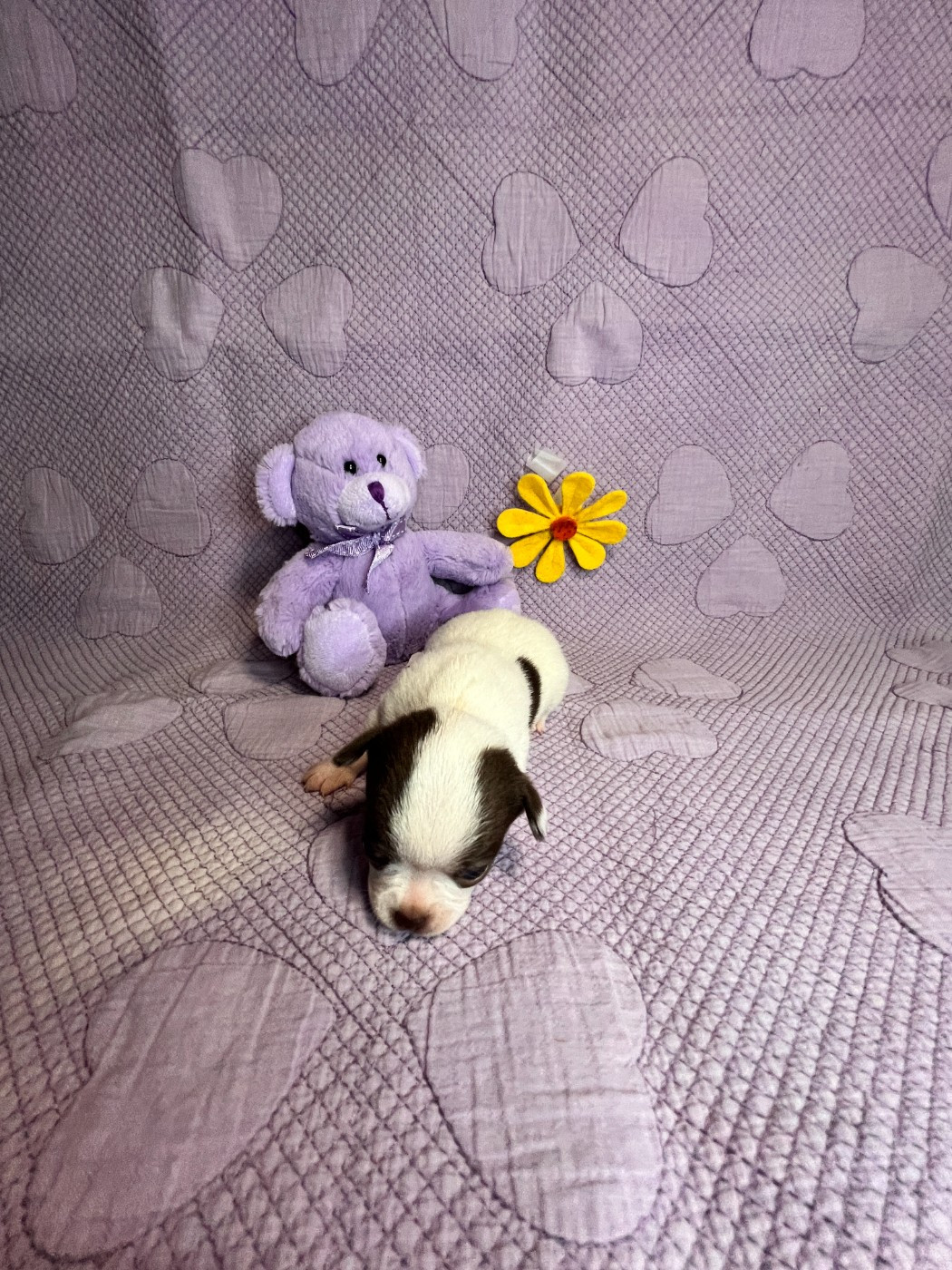 Des Chixy Du Soleil - Chiots disponibles - Chihuahua