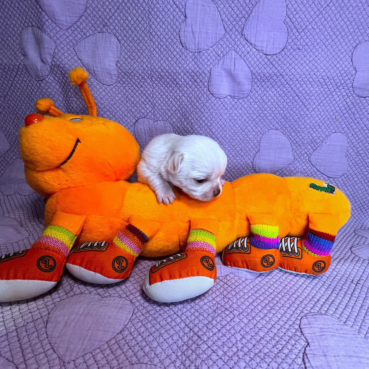 Des Chixy Du Soleil - Chiots disponibles - Chihuahua