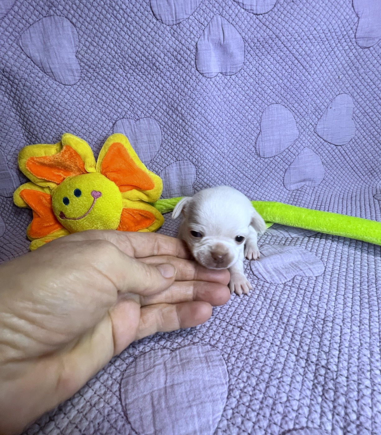 Des Chixy Du Soleil - Chiots disponibles - Chihuahua