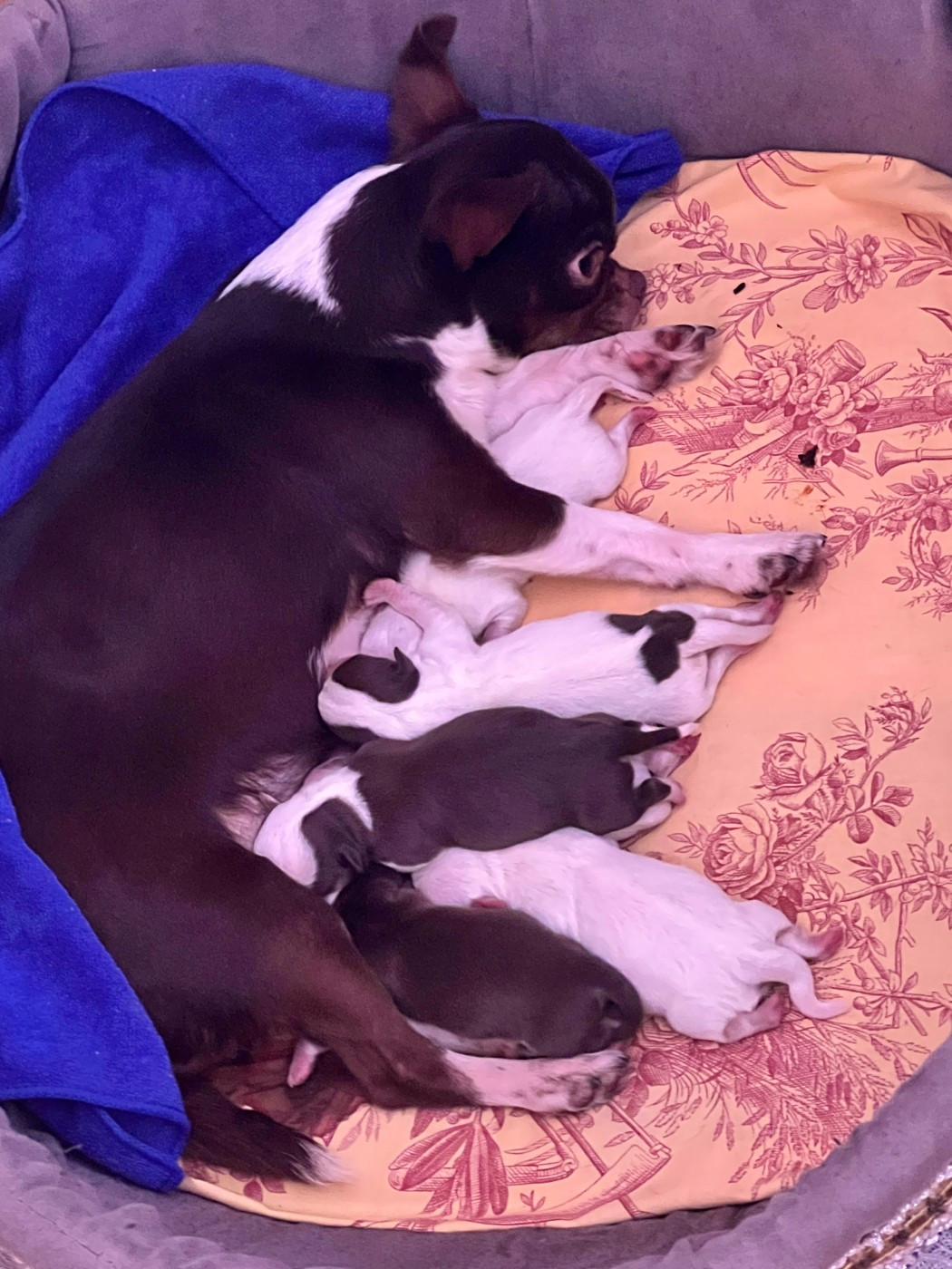 Chiot Chihuahua Des Chixy Du Soleil