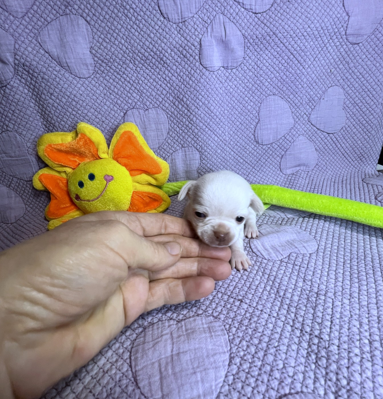 Des Chixy Du Soleil - Chiots disponibles - Chihuahua