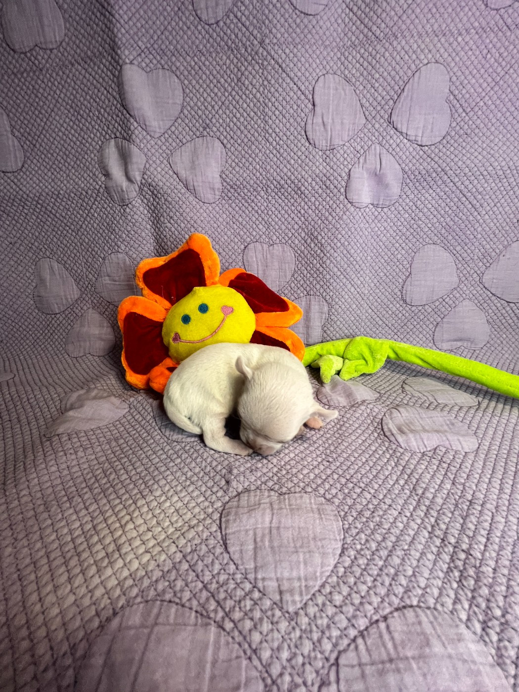 Des Chixy Du Soleil - Chiots disponibles - Chihuahua