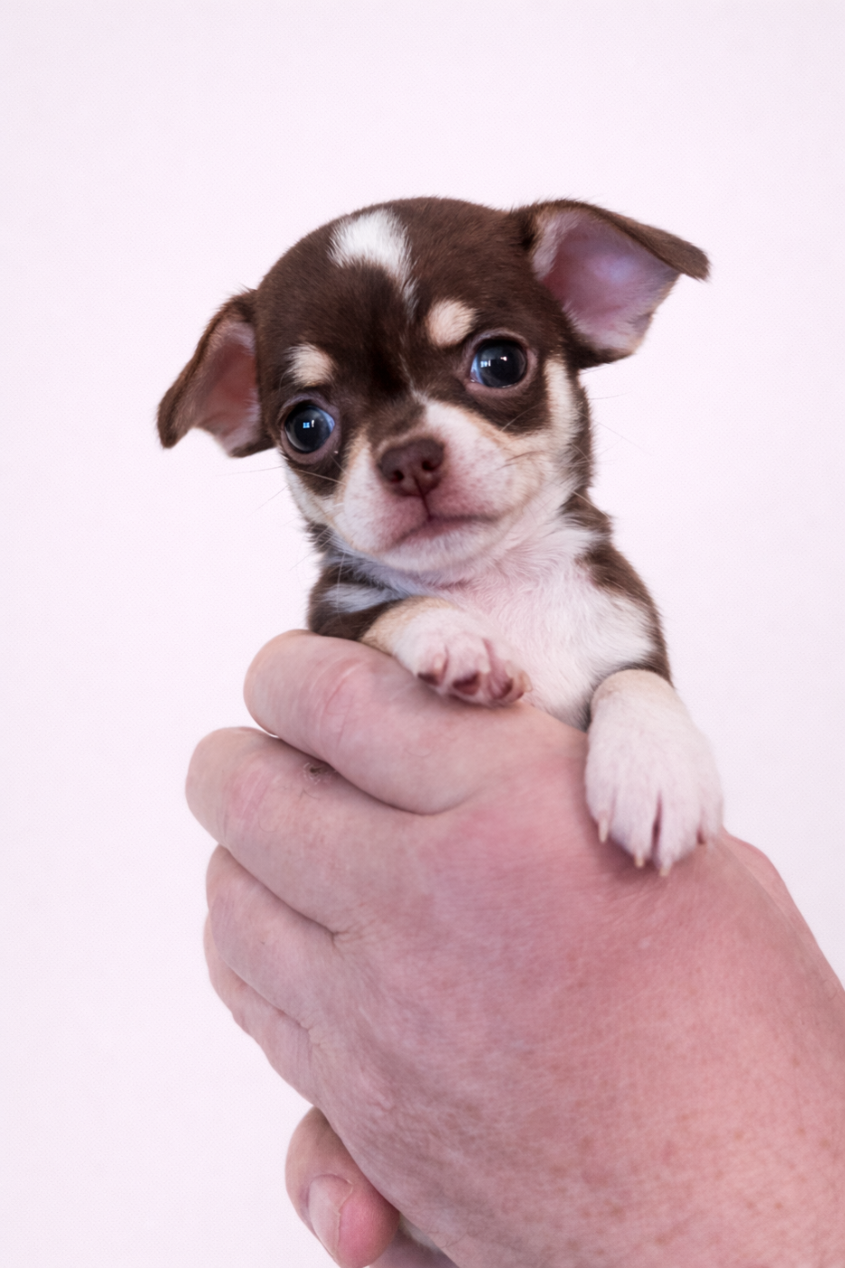 Des Chixy Du Soleil - Chiots disponibles - Chihuahua