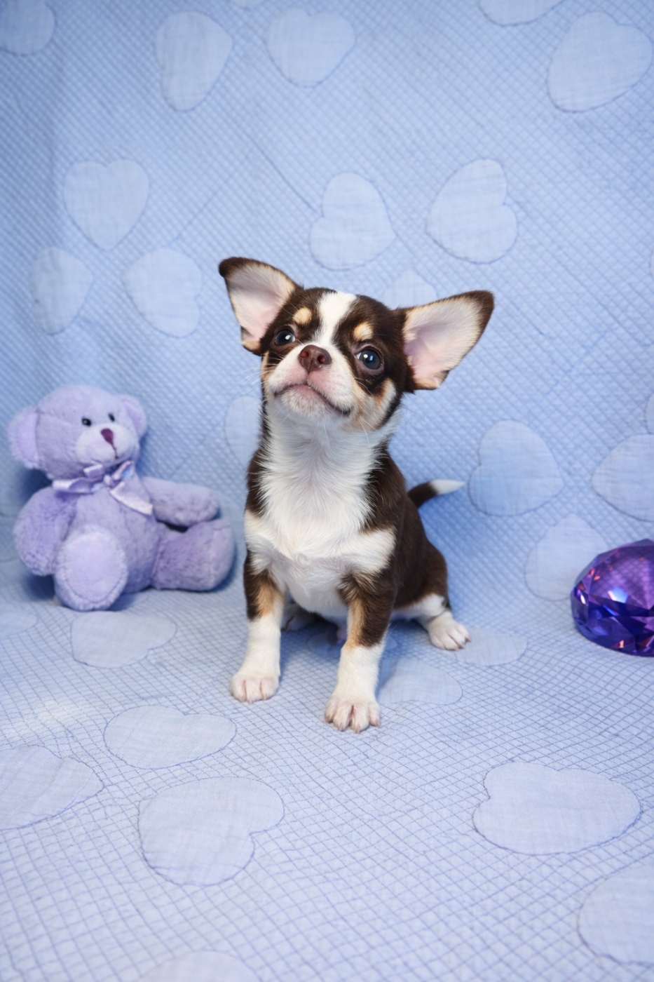 Des Chixy Du Soleil - Chiots disponibles - Chihuahua