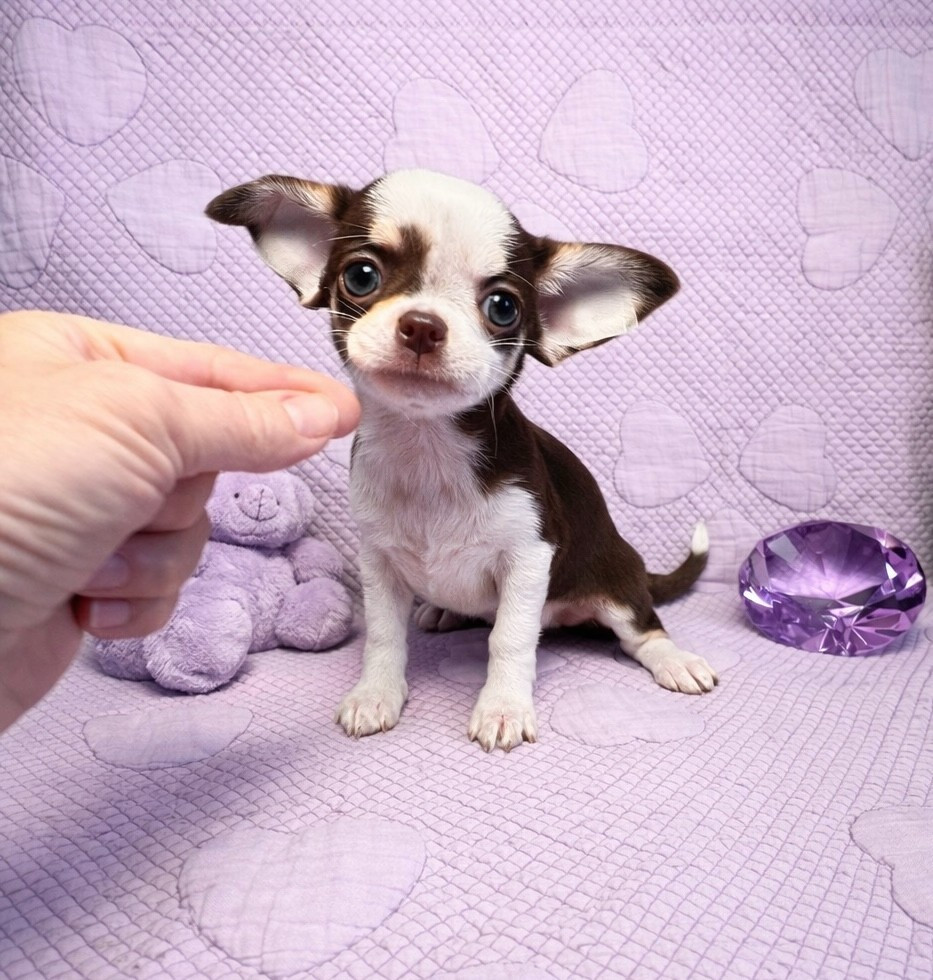 Des Chixy Du Soleil - Chiots disponibles - Chihuahua