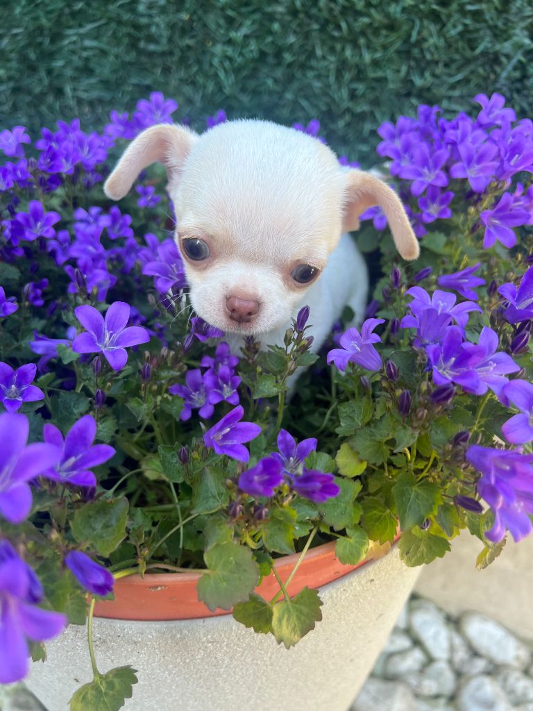 Des Chixy Du Soleil - Chiots disponibles - Chihuahua