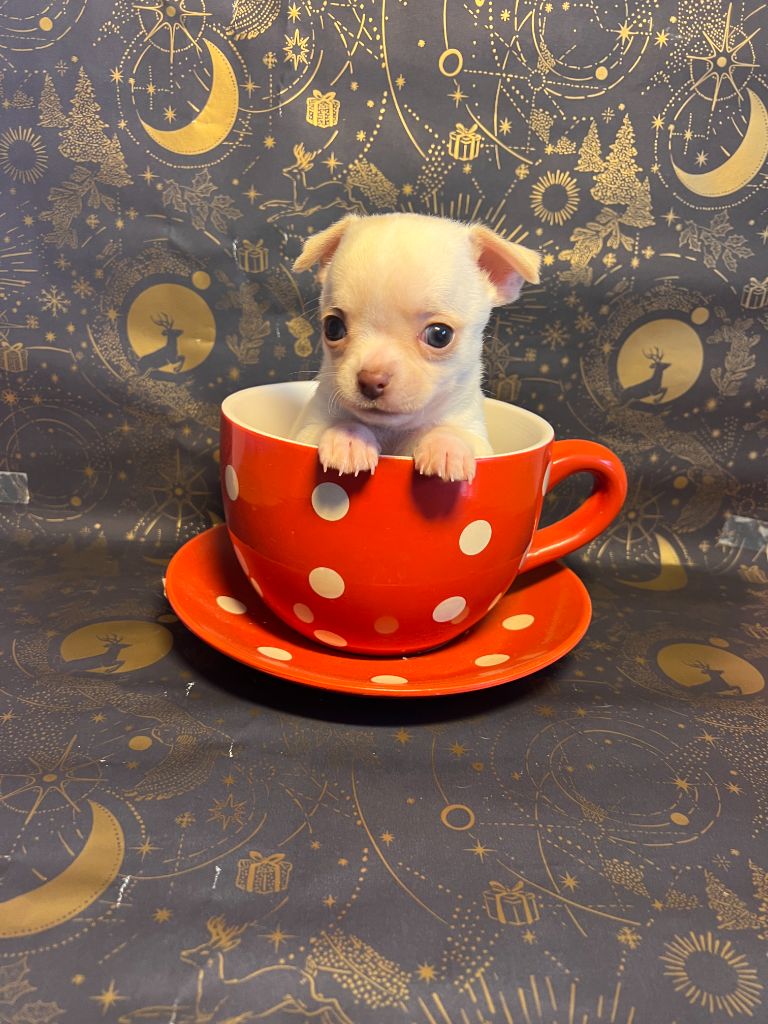 Des Chixy Du Soleil - Chiots disponibles - Chihuahua
