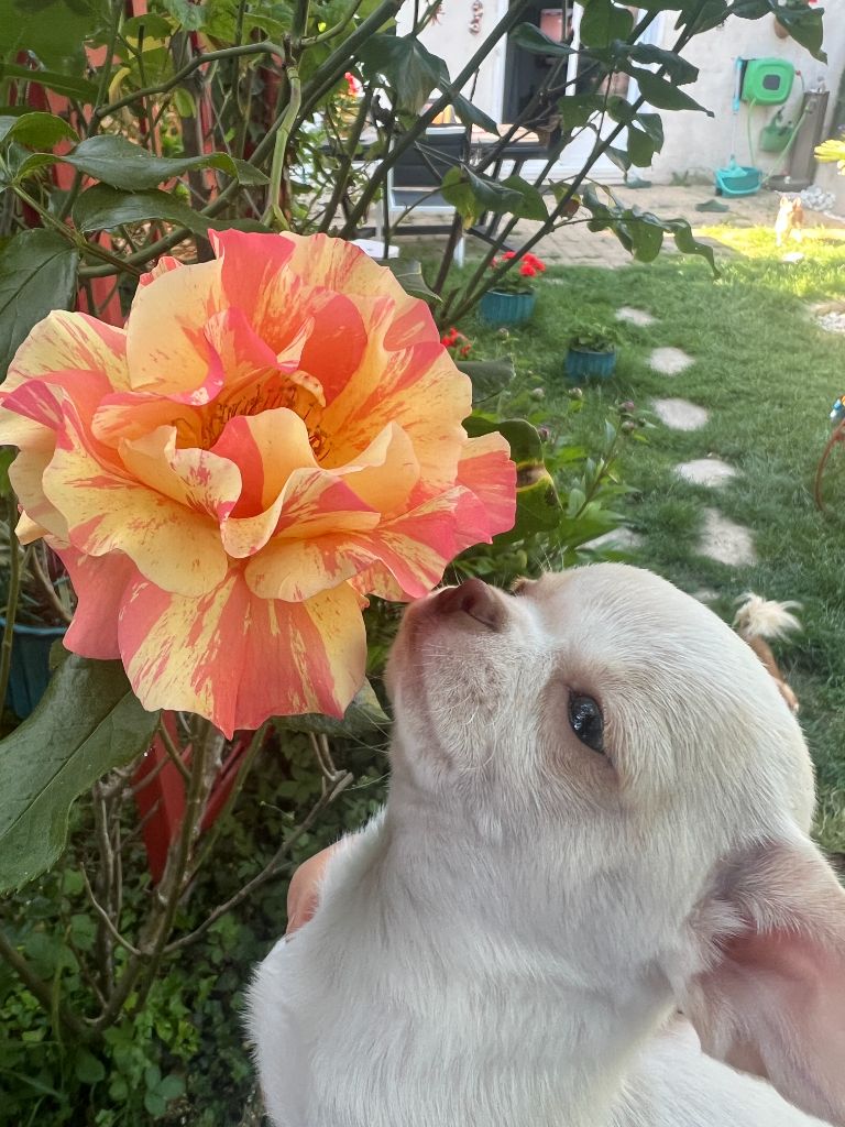 Des Chixy Du Soleil - Chiots disponibles - Chihuahua