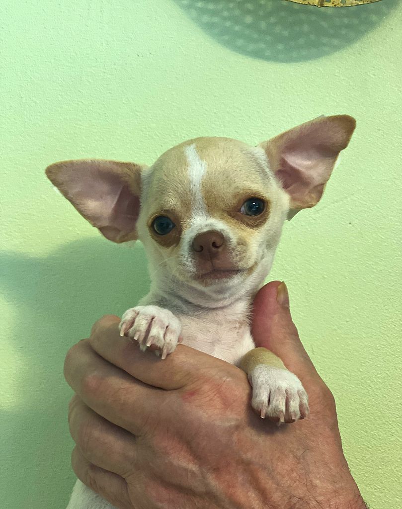 Des Chixy Du Soleil - Chiots disponibles - Chihuahua